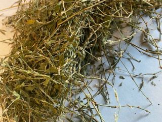 Knotweed a la venta (Polygoni avicularis herba), grandes cantidades