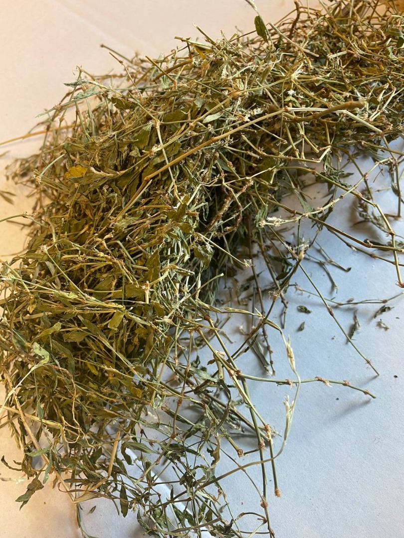 Knotweed a la venta (Polygoni avicularis herba), grandes cantidades de un almacén en Lublin