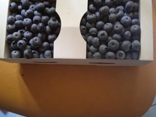 Venderé arándanos, precio a acordar
