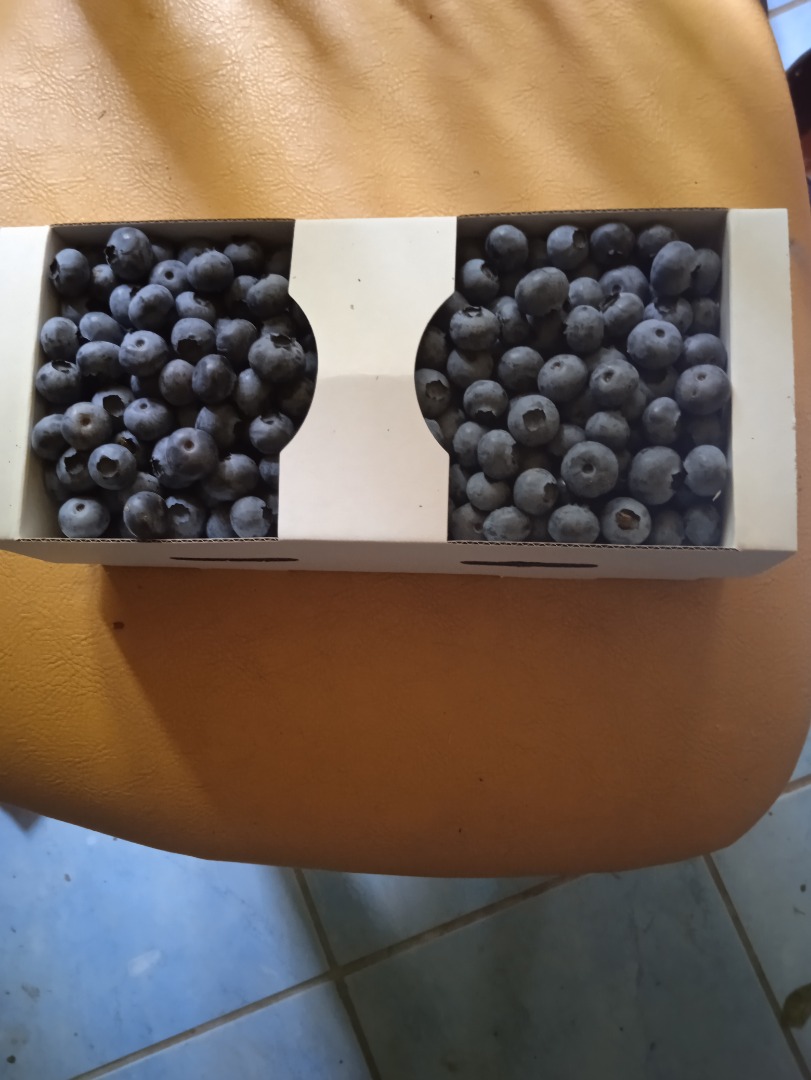 Venderé arándanos, precio a acordar