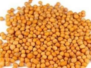 Nuestra empresa SEEDMARKET LLC, ubicada en Moscú, Rusia, es