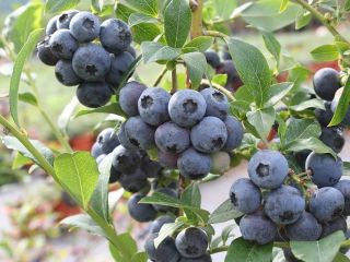 Venderé arándanos americanos orgánicos certificados empaquetados en 250 gramos
