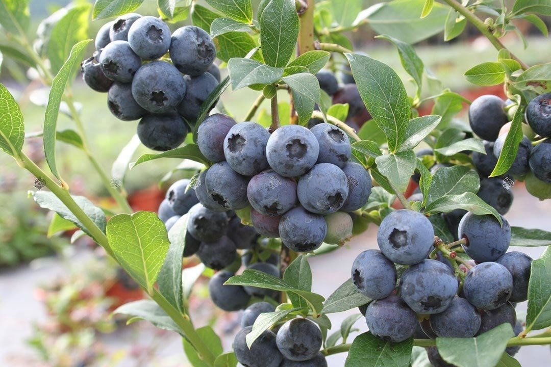 Venderé arándanos americanos orgánicos certificados empaquetados en 250 gramos o disponibles en kilogramos