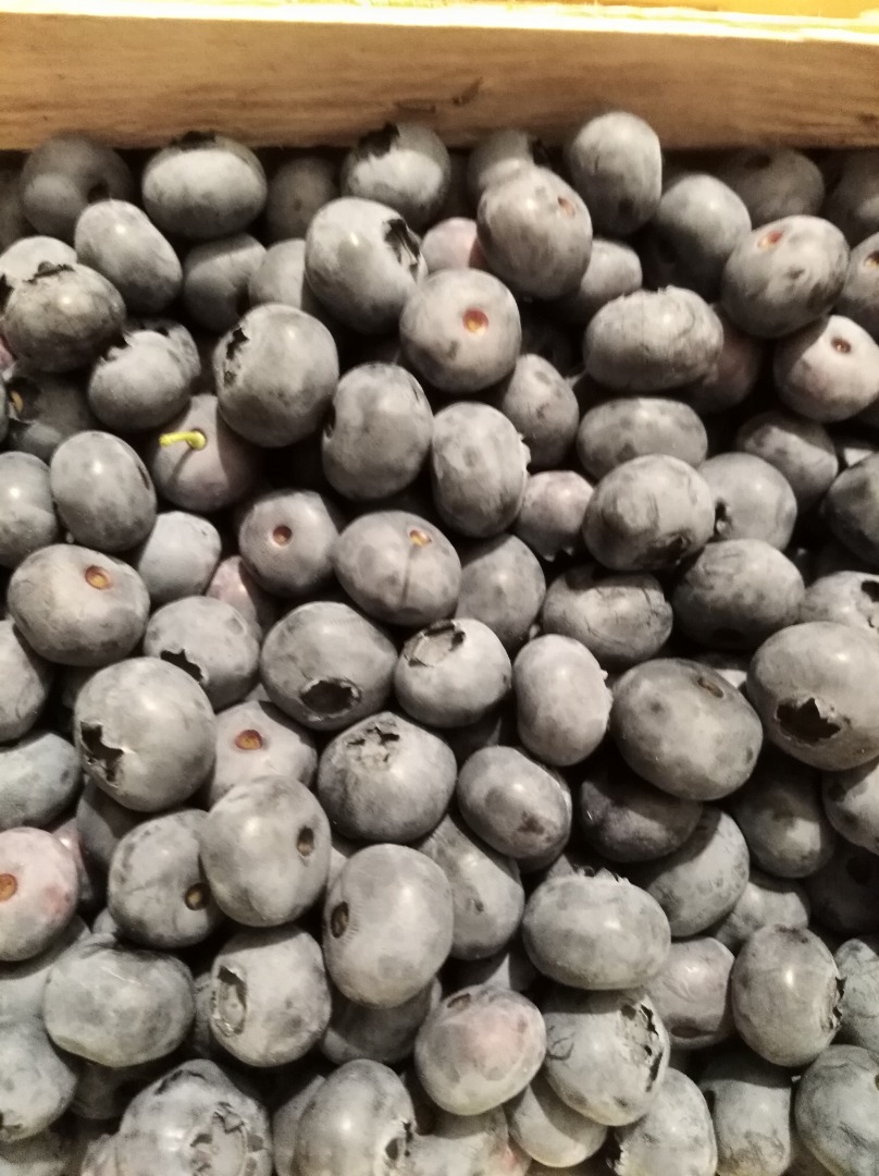 Blueberry blueberry bluecrop 15+