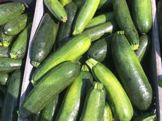 Hola, vendo calabacines, variedad de corteza y acesta, tengo