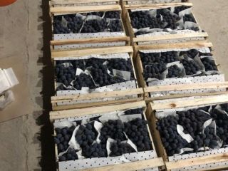 ¡Buenos días! Vendemos uvas al por mayor de alta