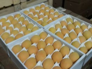 ¡Buenos días! Vendemos albaricoques al por mayor de alta