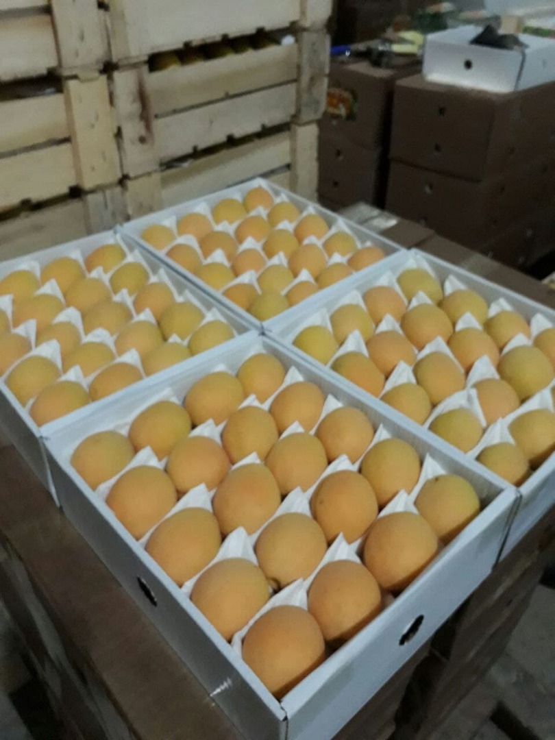 ¡Buenos días! Vendemos albaricoques al por mayor de alta calidad de Uzbekistán