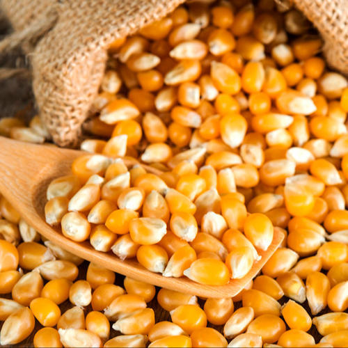 MAÍZ AMARILLO Maíz / Maíz Nombre del producto Maíz amarillo Pureza 98% mín