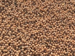 Nuestra empresa SEEDMARKET LLC, ubicada en Moscú, Rusia, es