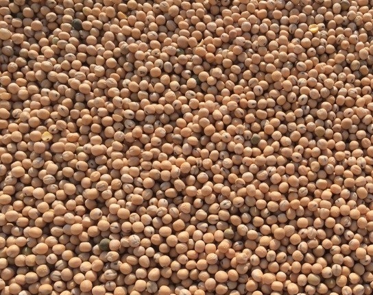 Nuestra empresa SEEDMARKET LLC, ubicada en Moscú, Rusia, es un comerciante mayorista de granos, legumbres y semillas oleaginosas tanto a nivel local como en el