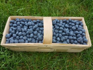 Venderé arándanos, buenos frutos grandes. Variaciones de duke y