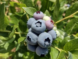 VENDO ARÁNDANO AMERICANO DE PROPIA PLANTACIÓN. POSIBLE COOPERACIÓN PERMANENTE.