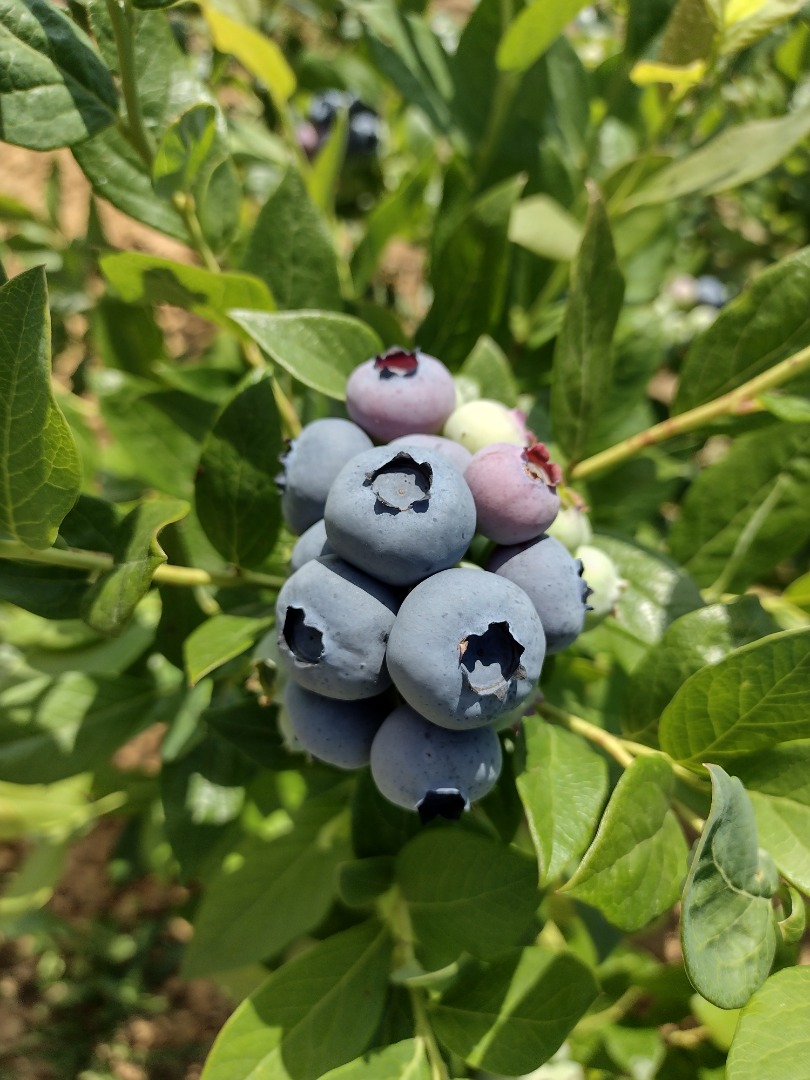 VENDO ARÁNDANO AMERICANO DE PROPIA PLANTACIÓN