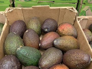Busco cooperación con Polonia, tengo frutos de Marruecos y