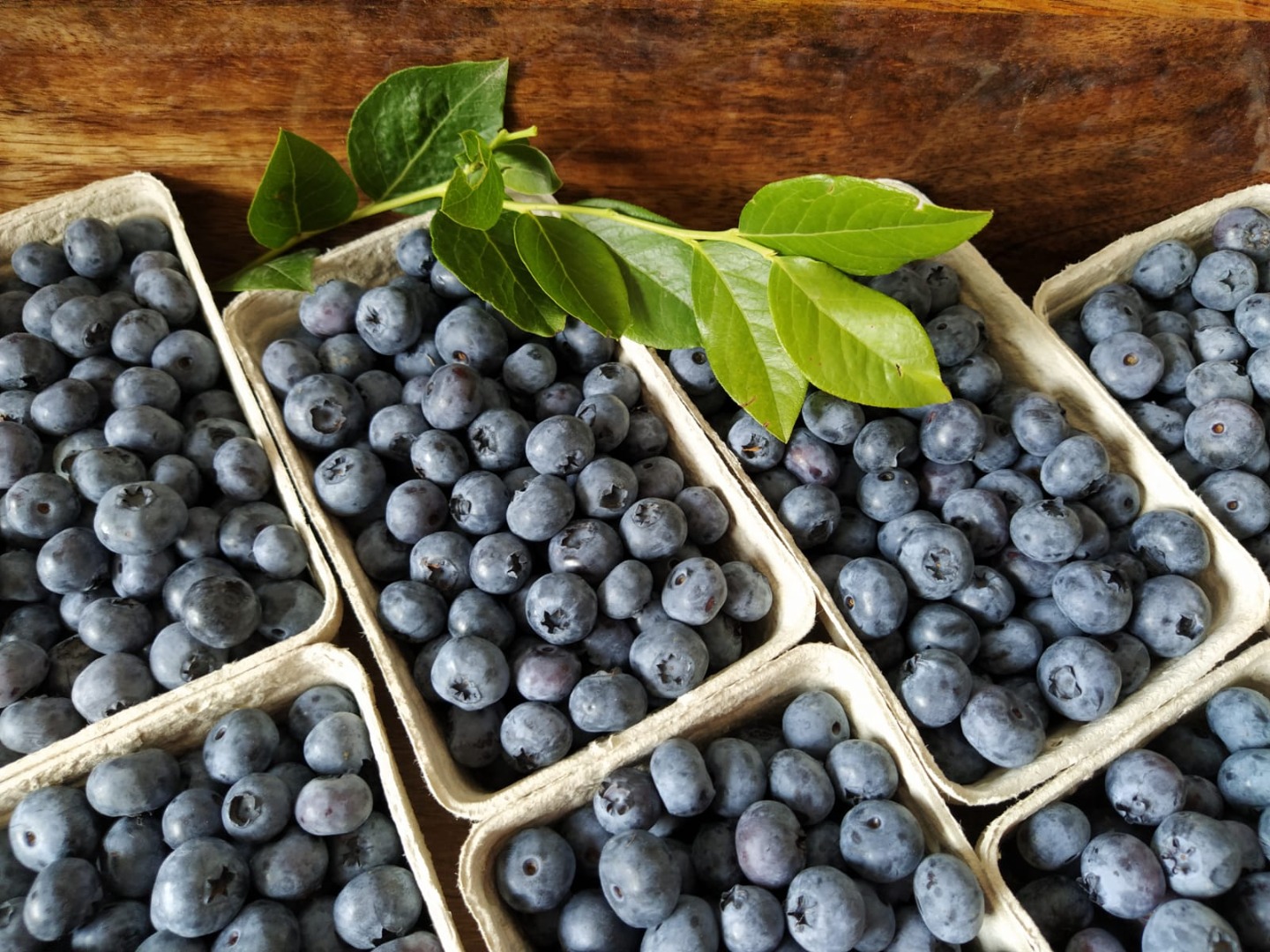 Arándano fresco de plantación propia, unos 100 kg semanales, precio de entrega a convenir