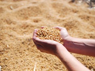 La soja es otro producto que cultivamos y cosechamos.