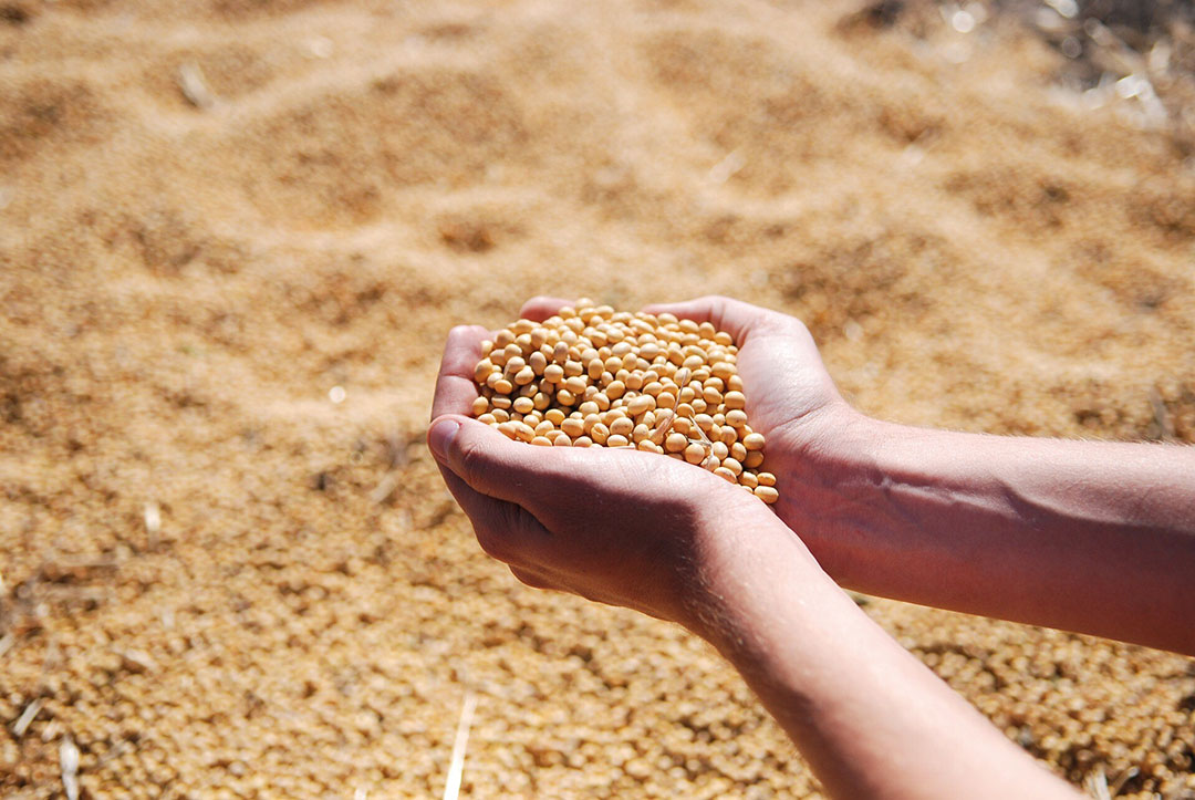 La soja es otro producto que cultivamos y cosechamos