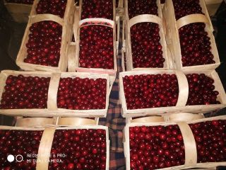 Hola, vendo cerezas recién cosechadas, precio 4 PLN negociable.
