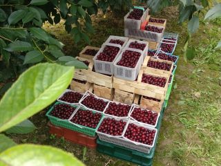 Ofrece cerezas de uva y Łutówka. Minorista y mayorista.