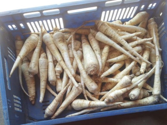 Venderé perejil ARAT de una cámara frigorífica