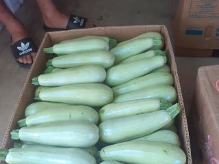 Vendo calabazas, busco bodegas donde pueda ir todos los