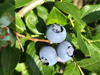 Bluecroop