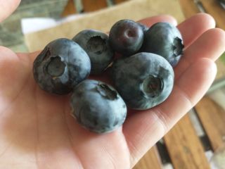 Venderé arándanos de mi propia plantación.