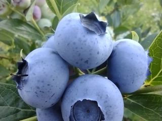 Venderé arándanos americanos alrededor de 300 kilogramos a la