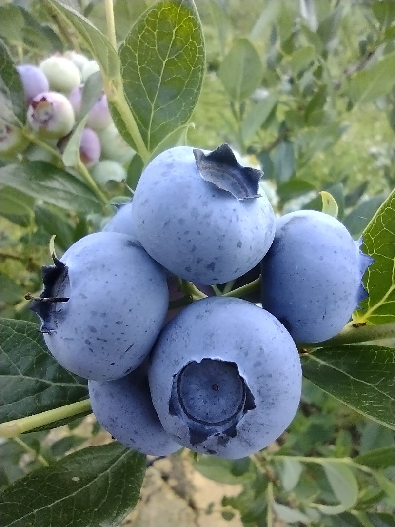 Venderé arándanos americanos alrededor de 300 kilogramos a la semana