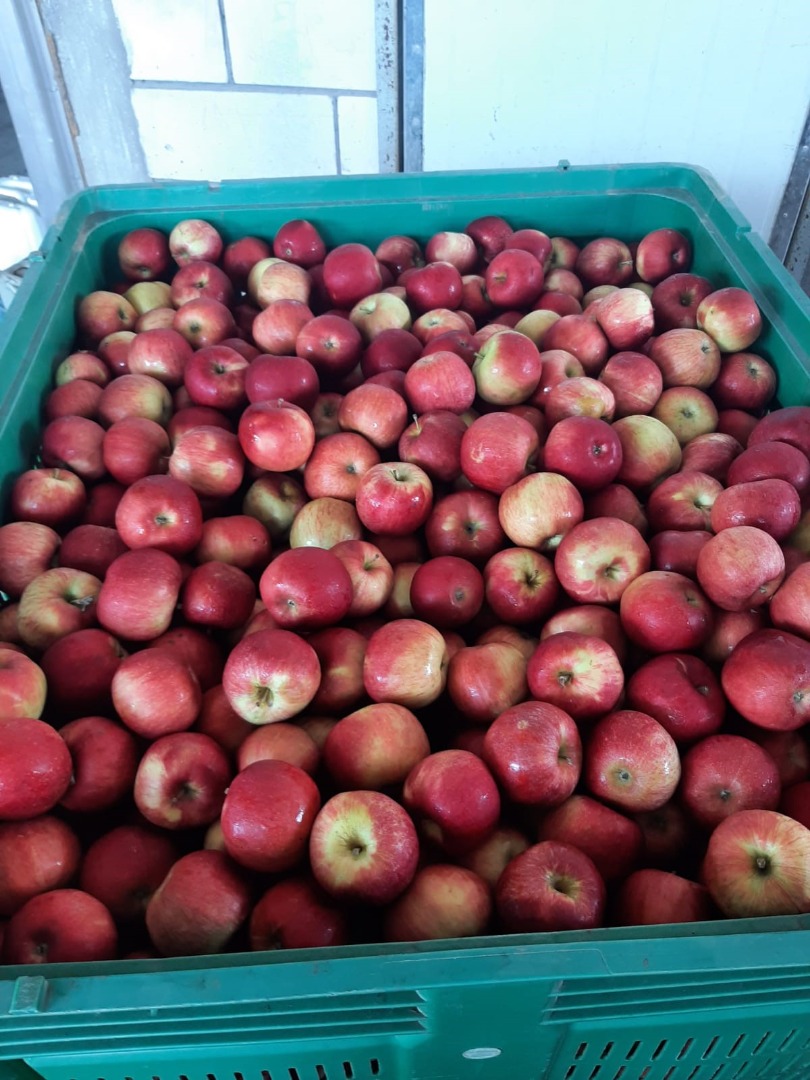 120t idared aple a la venta, tamaño 85+, contenedor de plástico de 300 kg / ULO, precio neto a 0,4 EUR / kg