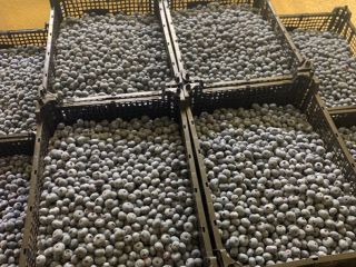 Venderé arándanos, cantidades al por mayor. Variedad Bluecrop, calibre