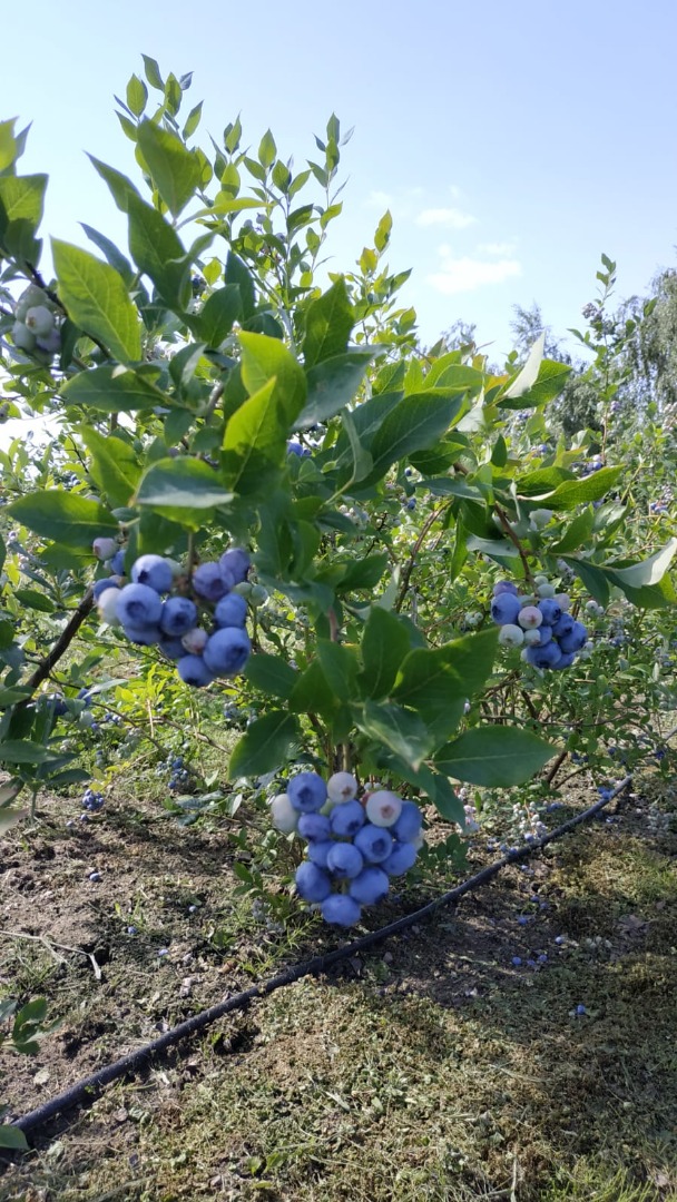 Venderé arándanos de una granja familiar cerca de Środa Wlkp