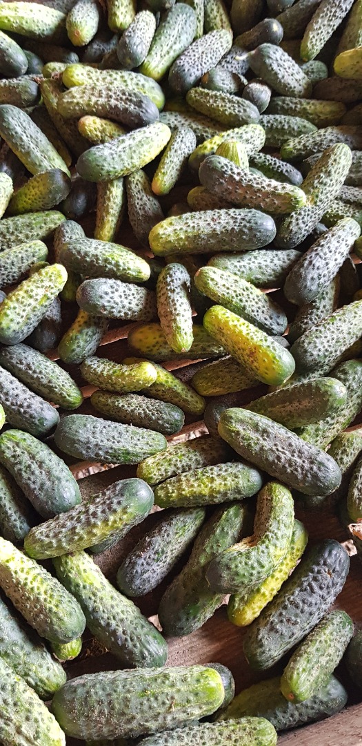 Venderé pepinos recogidos cada 2 días