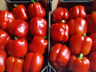 Venderé pimientos rojos, amarillos y verdes del túnel de