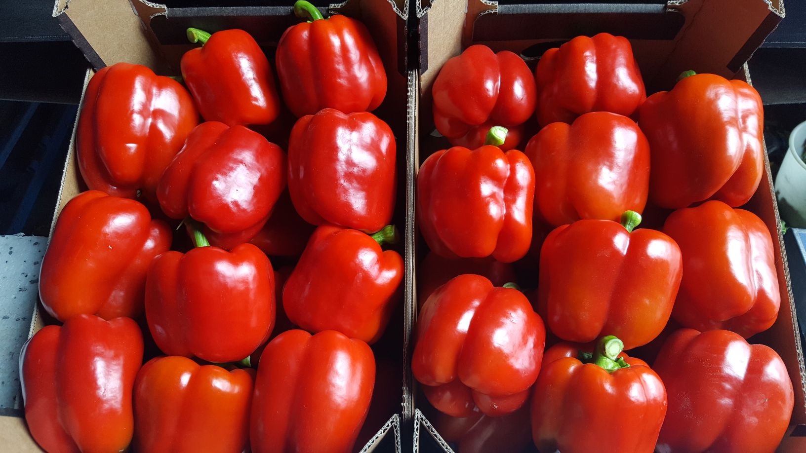 Venderé pimientos rojos, amarillos y verdes del túnel de la más alta calidad a un precio muy bueno