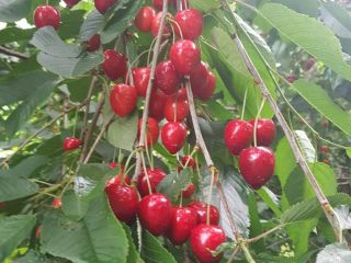 a la venta cerezas REGINA también tengo un túnel