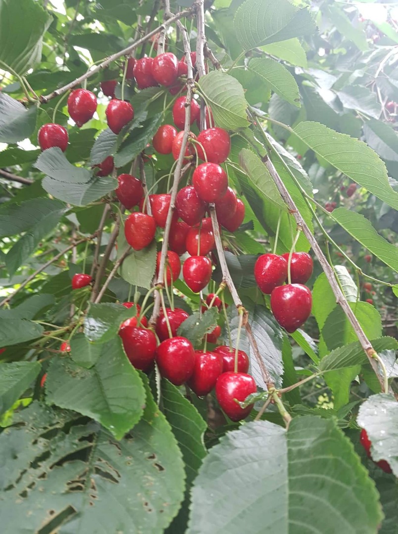a la venta cerezas REGINA también tengo un túnel de frambuesa y mora