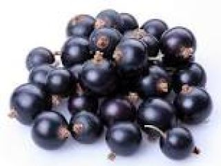 Grosella negra certificada para jugos o detalle. Más sobre