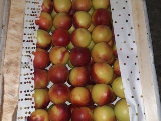 ¡Buenos días! ¡Musaevs Exim & Consulting ofrece frutas y