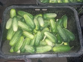 Venderé pepino de campo orgánico - desde 11 cm