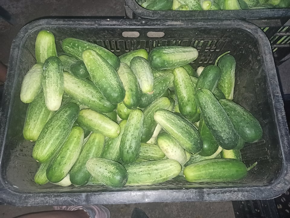 Venderé pepino de campo orgánico - desde 11 cm