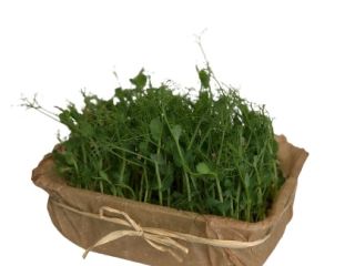 Hola, estamos cultivando plantas microverdes. “Microgreen son los brotes