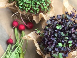 Hola, vendo microgreen. Rábano de coral rojo; Rábano sango