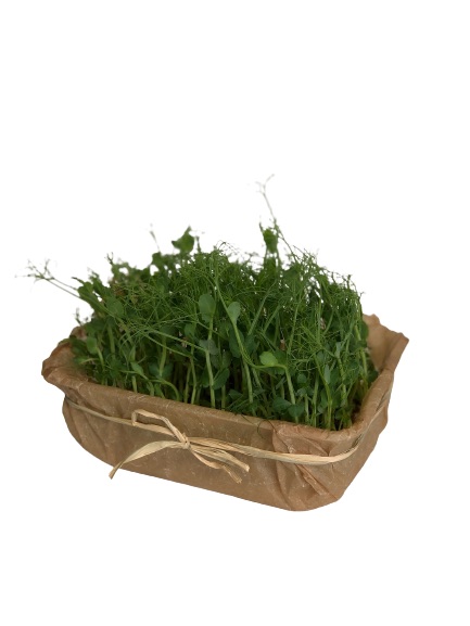 Hola, estamos cultivando plantas microverdes