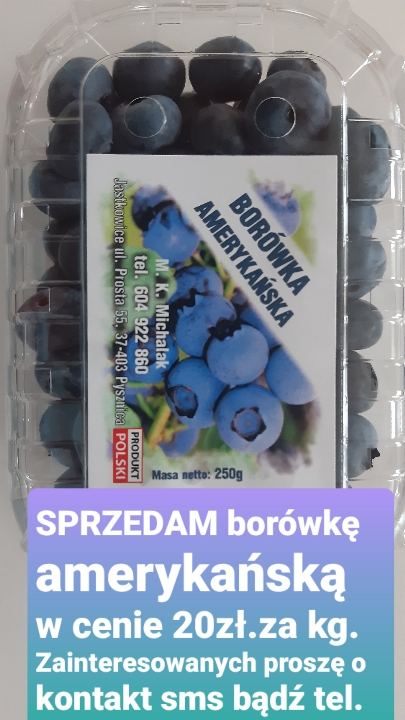 Arándano Highbush de cultivo ecológico casero