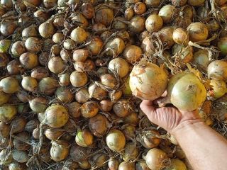 Cebolla de invierno Winteria a la venta