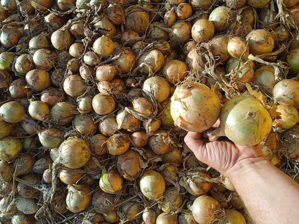 Cebolla de invierno Winteria a la venta