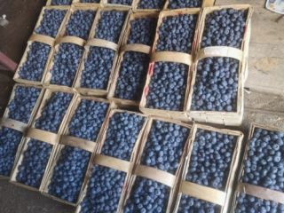 Venderé un hermoso arándano americano. Desgarrado todos los días