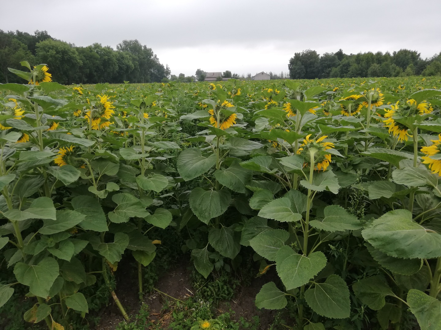 Venderé sombreros de girasol, camiones completos o directamente del campo en el centro de Polonia